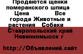 Продаются щенки померанского шпица › Цена ­ 45 000 - Все города Животные и растения » Собаки   . Ставропольский край,Невинномысск г.